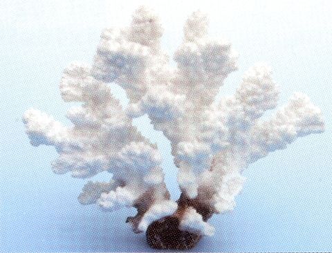 Коралл VITALITY пластик, белый, 14,5х7,2х12,5 см