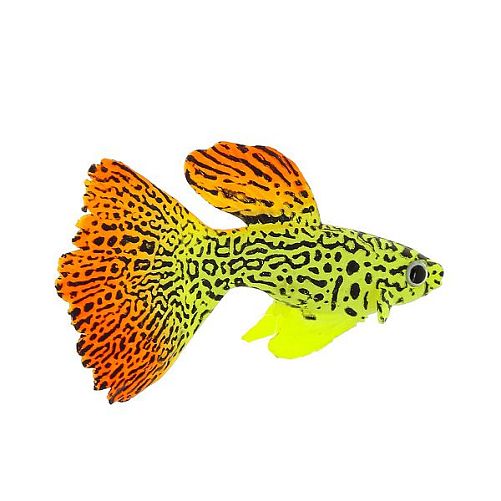 Флуоресцентная аквариумная декорация GLOXY Рыба гуппи на леске, 8х2,5х4,5 см