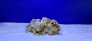 Камень сухой рифовый, цена за 1 кг