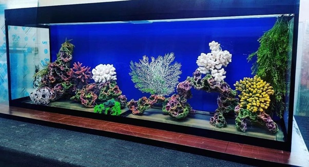 Декорации для аквариума – виды и преимущества