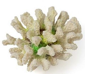 Кс-1547 Коралл броколи (зелёный), 14*13*7 см