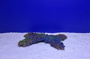 Камень Рифовый Цветной, 27×16.5×2.5 см, 502 г