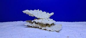 Камень Рифовый Белый, 22х13×11 см, 860 г