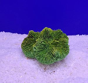 Кр-417 Коралл Лилия, Зелено-Желтый 7х7×5 см