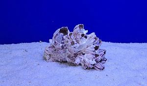 Коралл натуральный Морской желудь