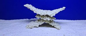 Камень Рифовый Белый, 29х13×15 см, 1100 г