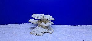 Камень Рифовый Белый, 16х16×11 см, 790 г