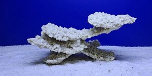 Камень Рифовый Белый, 31х21×16 см, 1700 г