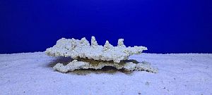 Камень Рифовый Белый, 31х17×9 см, 950 г