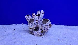Коралл Барнакл малый, 10х9×7 см