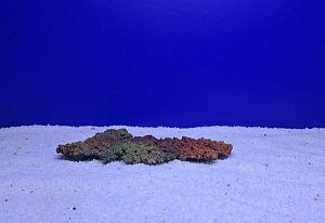 Камень Рифовый Цветной, 24х17×2.5 см, 374 г