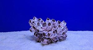 Коралл Барнакл средний, 15х8×10 см