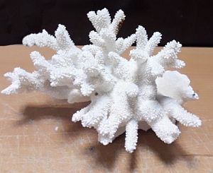 Коралл Стагхорн (вместо Бранч) 22−25 см