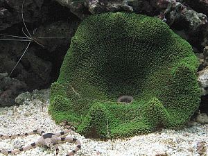 Актиния ковровая стиходактила хаддони зеленая, размер L до 20 см