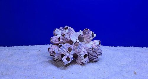 Коралл Барнакл средний, 15х8х10 см