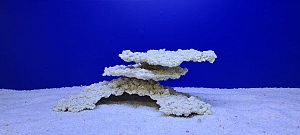 Камень Рифовый Белый, 31х19×12 см, 1497 г