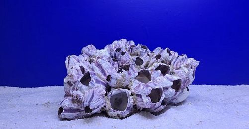 Коралл Барнакл большой, 22х16х14 см