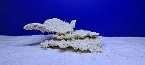 Камень Рифовый Белый, 32х18×12 см, 1670 г
