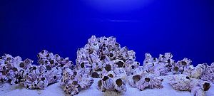 Коралл Барнакл большой, 22х16×14 см