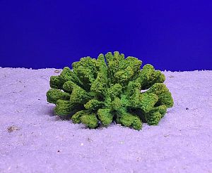Кр-1517 Коралл Брокколи, Зелёно-Желтый 14х13×7 см