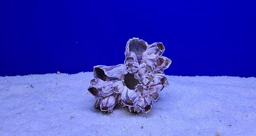 Коралл Барнакл малый, 10х9х7 см