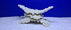 Камень Рифовый Белый, 29х13×15 см, 1100 г