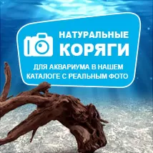 ЛУЧШИЕ НАТУРАЛЬНЫЕ КОРЯГИ С ФОТОГРАФИЯМИ